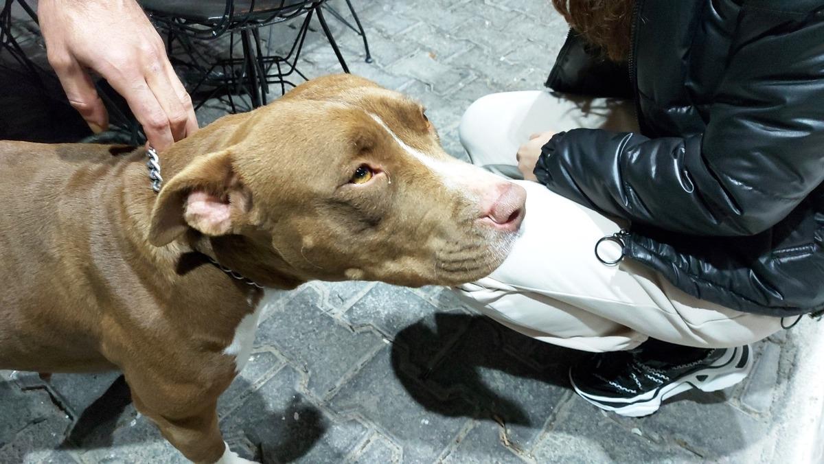 Bodrum&rsquo;da pitbull saldırısı g&uuml;venlik kameralarına yansıdı