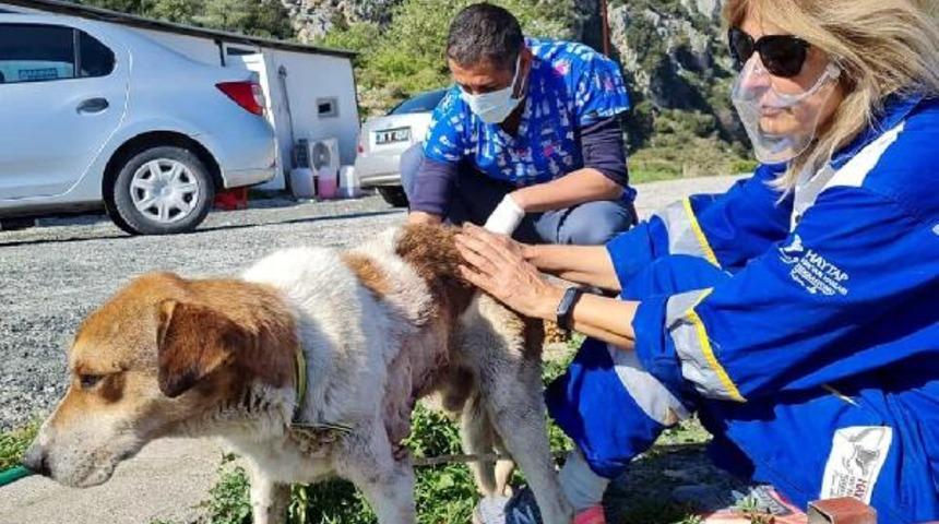 Köpekten çıkan tümörü gören inanamadı!