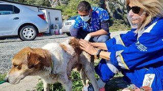 Köpekten çıkan tümörü gören inanamadı!