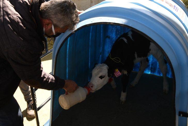 En güzel kuzu ve buzağı ödüllendirildi G2