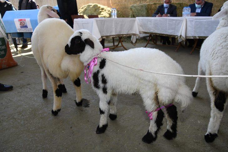 En güzel kuzu ve buzağı ödüllendirildi G4