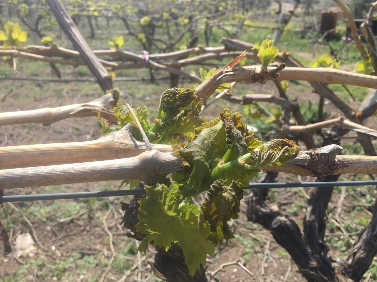 Manisa&rsquo;nın 9 il&ccedil;esine zirai don uyarısı