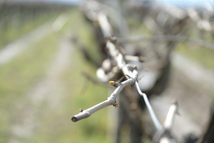 Manisa’nın 9 ilçesine zirai don uyarısı G3