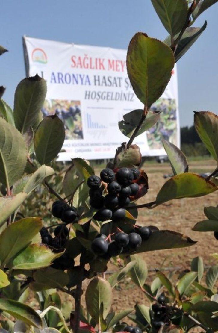 Aronya meyvesi nedir ve faydaları nelerdir Aronya meyvesi nedir ve faydaları nelerdir