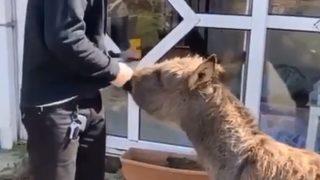 Kıvanç Tatlıtuğ'un hayvan sevgisi! 'Arzu' isimli sıpayı sevdi