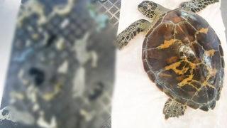 Köpek balığı saldırısından kurtuldu ama içinden çıkanlar şoke etti! 'Yaşaması mucize'