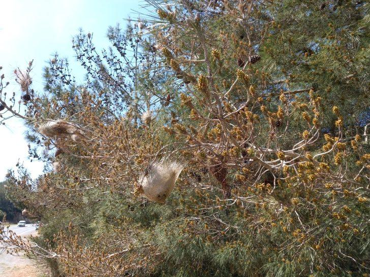 Aydın’daki çam ormanlarını ’çam kese böceği’ sardı G2