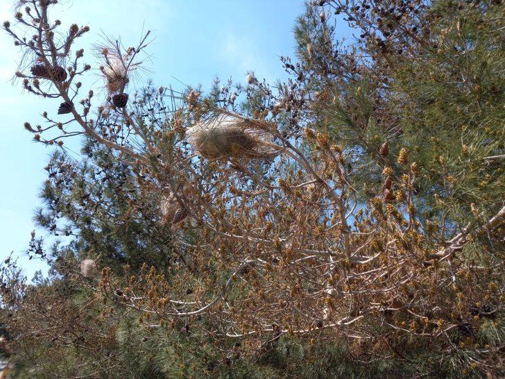 Aydın’daki çam ormanlarını ’çam kese böceği’ sardı G3