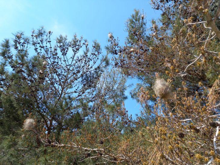 Aydın’daki çam ormanlarını ’çam kese böceği’ sardı G4