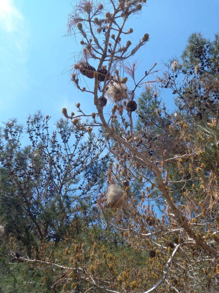 Aydın’daki çam ormanlarını ’çam kese böceği’ sardı G5