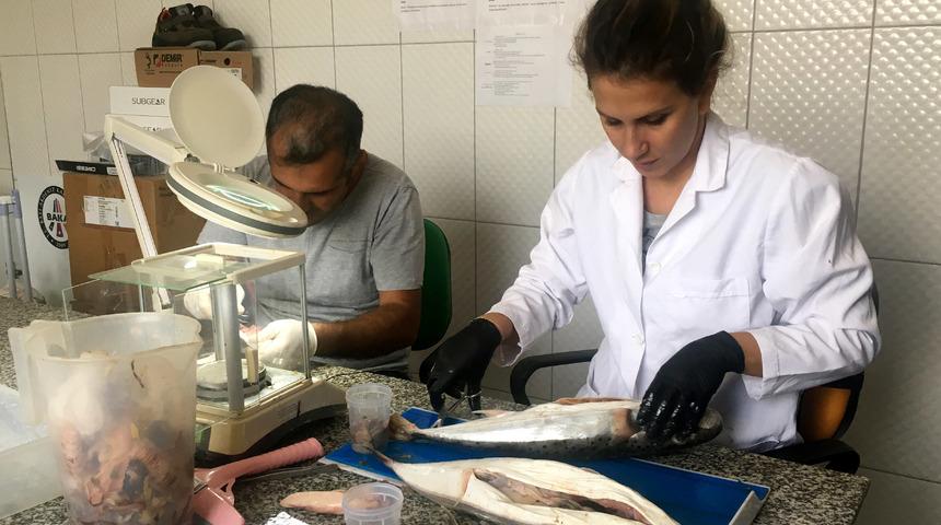 Zehriyle öldüren balon balığıyla ilgili korkutan tespitler: 1 gramda 22 bin yumurta