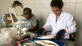 Zehriyle öldüren balon balığıyla ilgili korkutan tespitler: 1 gramda 22 bin yumurta