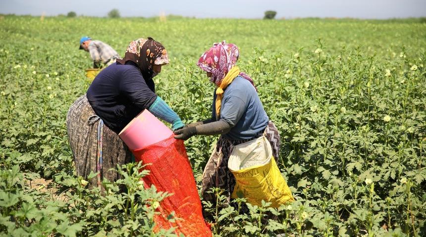 K&uuml;tahya&rsquo;da yılda 250 ton bamya &uuml;retiliyor
