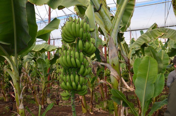 Muz, E-Çalıştayda ele alınacak G1