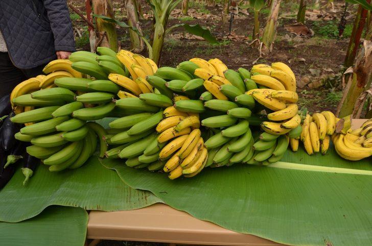 Muz, E-Çalıştayda ele alınacak G2