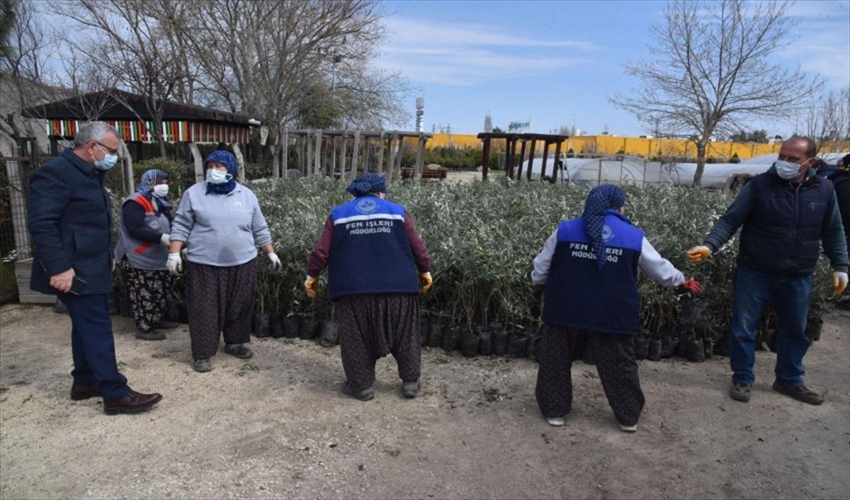 Edirne'de vatandaşlara 1 milyon lavanta fidesi ve 200 bin fidan dağıtılacak