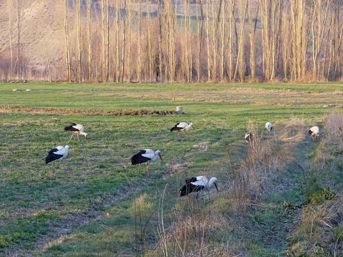 Baharın m&uuml;jdecisi leylekler yiyecek arayışında