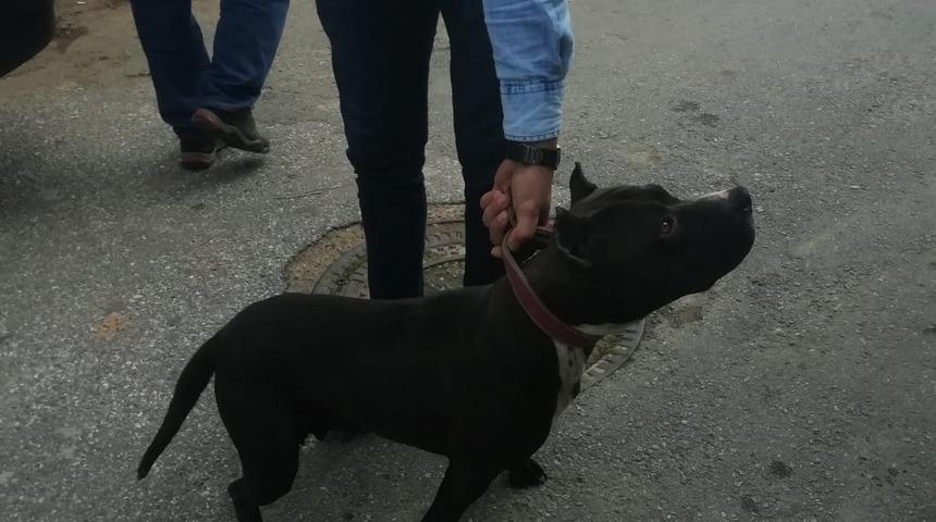Sokakta pitbull gezdirdi, 10 bin lira ceza yedi