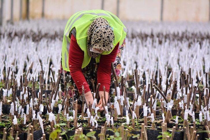 Fidanlık Müdürlüğünde fidan aşılamaları tamamlandı G1