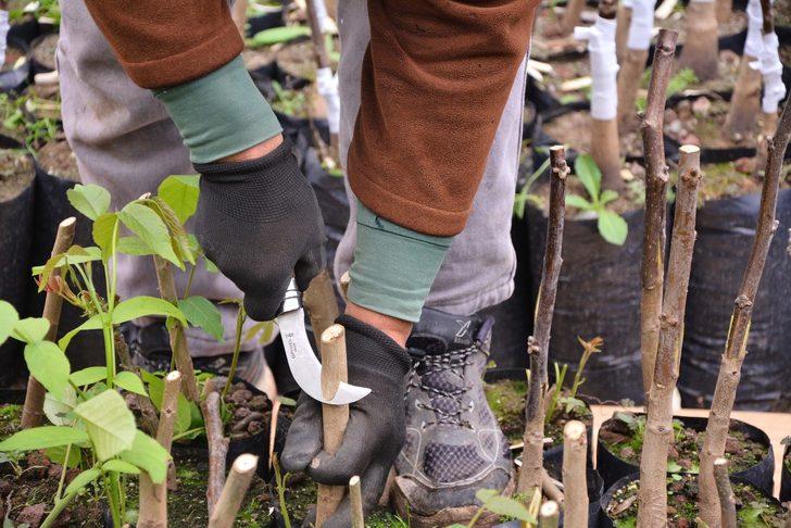 Fidanlık Müdürlüğünde fidan aşılamaları tamamlandı G2