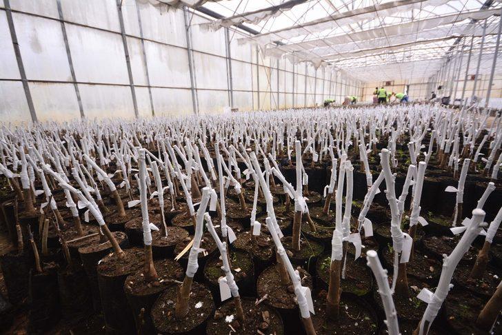 Fidanlık Müdürlüğünde fidan aşılamaları tamamlandı G3