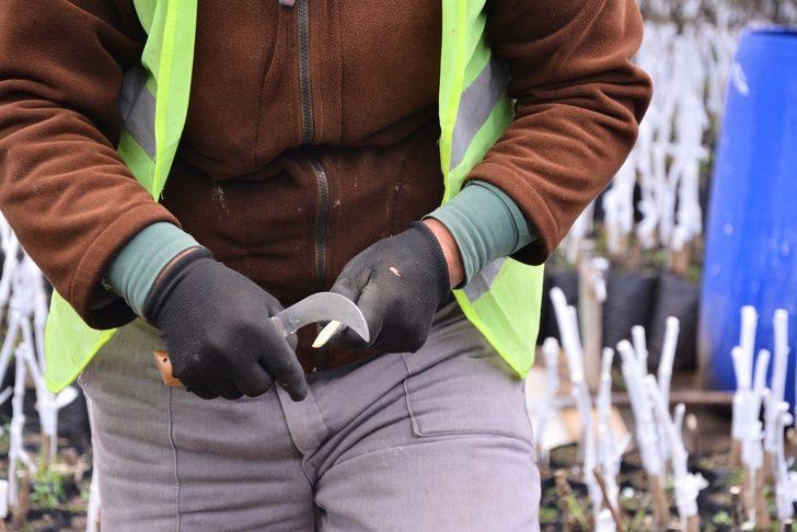 Fidanlık Müdürlüğünde fidan aşılamaları tamamlandı G4