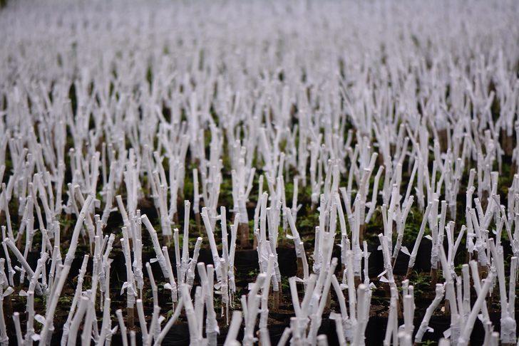 Fidanlık Müdürlüğünde fidan aşılamaları tamamlandı G5