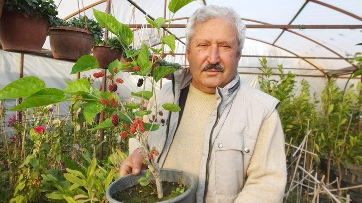 Balıkesir’de dut fidanları erken meyve verdi G1