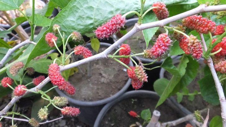 Balıkesir’de dut fidanları erken meyve verdi G2