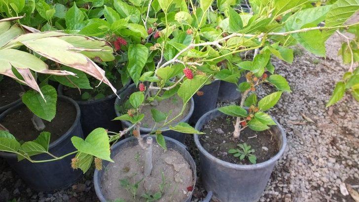 Balıkesir’de dut fidanları erken meyve verdi G3