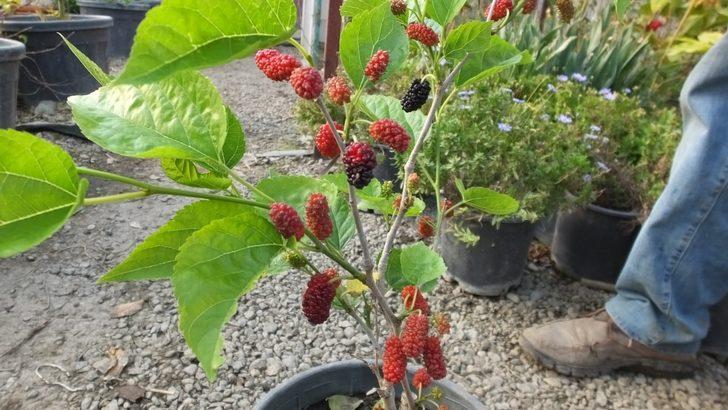 Balıkesir’de dut fidanları erken meyve verdi G4