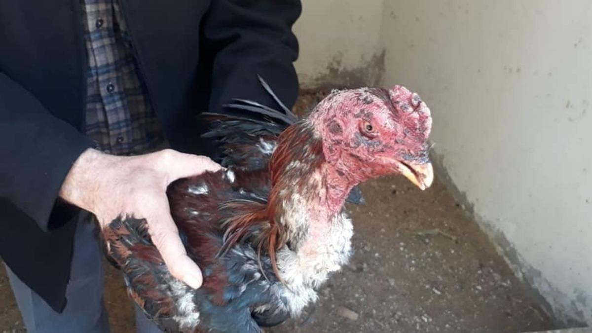 Elazığ&rsquo;da metruk binada horoz d&ouml;v&uuml;ş&uuml; yaptıran şahıslar yakalandı