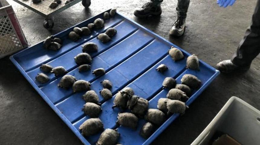 Ekvador’da valizde plastiğe sarılı 185 bebek kaplumbağa çıktı