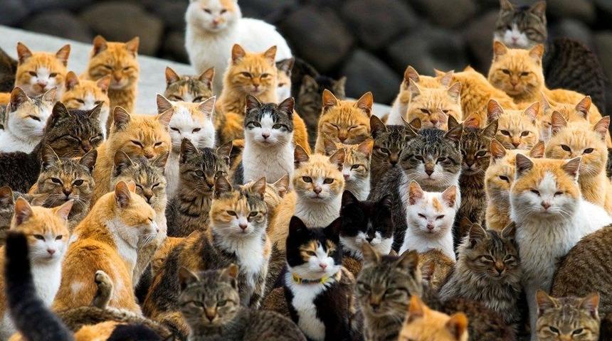 Japonya'daki kedi adası: İnsandan çok kedi var!