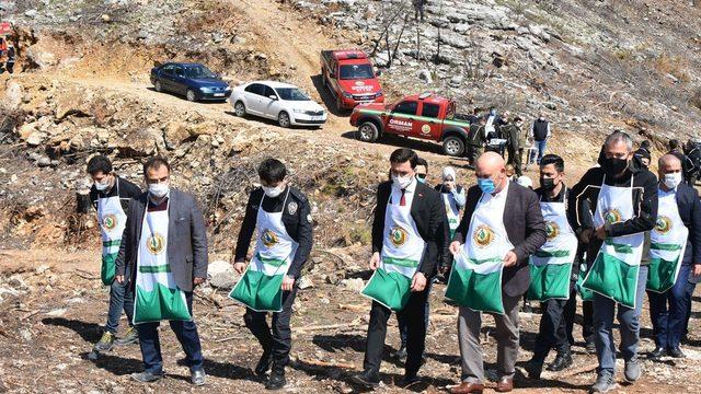 Karaisalı’da yanan ormanlık alana kızılçam tohumu ekildi