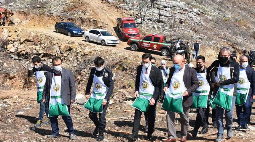 Karaisalı’da yanan ormanlık alana kızılçam tohumu ekildi