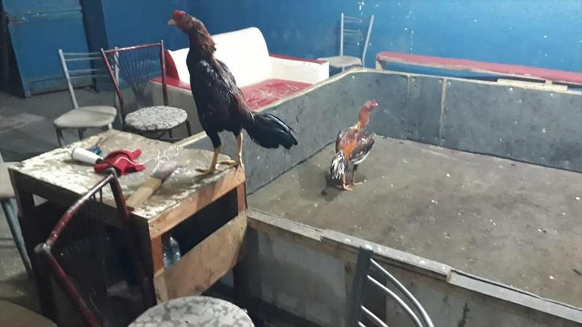 Elazığ'da horoz d&ouml;v&uuml;şt&uuml;ren 24 kişi su&ccedil;&uuml;st&uuml; yakalandı