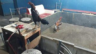 Elazığ'da horoz dövüştüren 24 kişi suçüstü yakalandı