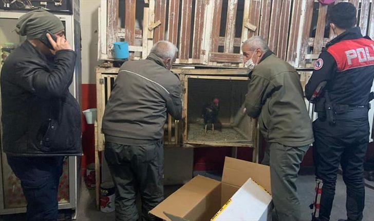 Elazığ'da horoz dövüştüren 24 kişi suçüstü yakalandı G3