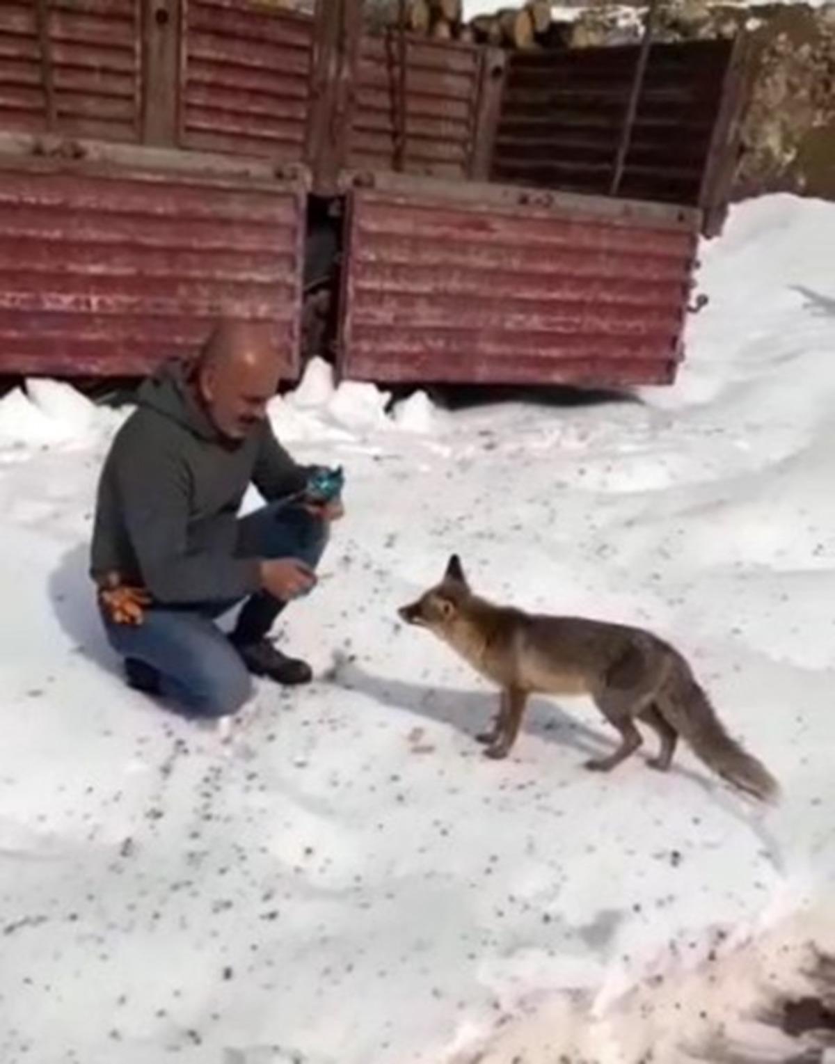 Tır şof&ouml;r&uuml;, kar yağışında a&ccedil; kalan tilkiyi bisk&uuml;vi ile besledi