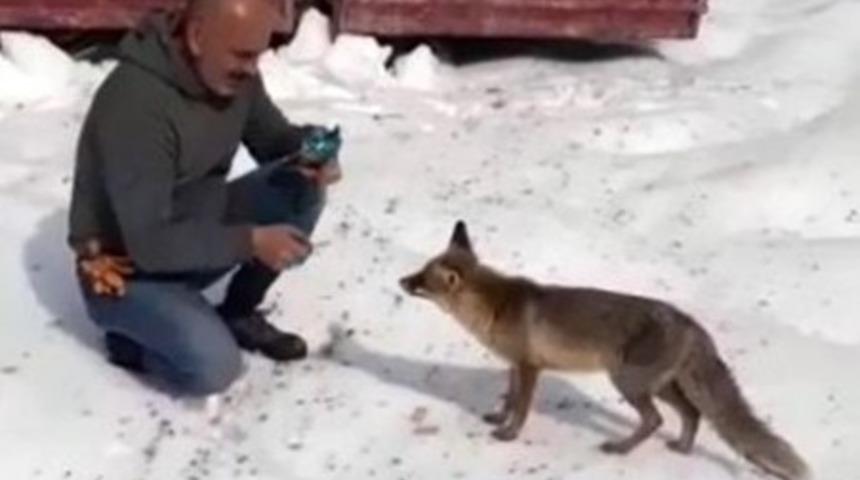 Bitkin düşen tilkiyi bisküviyle besledi!