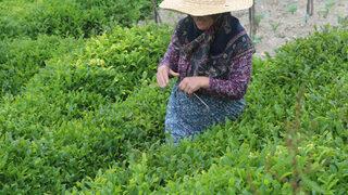 Karadeniz’e 'çay göçü' için 10 gün izole şartı
