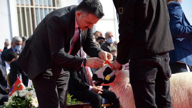 Bakan Pakdemirli 'Güzellik Yarışması'nda birinci seçilen kuzuya altın taktı