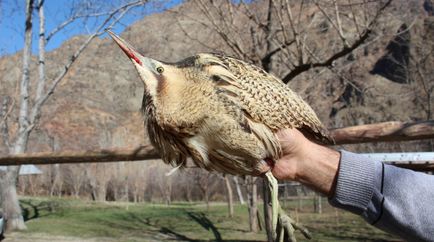 Sabah bah&ccedil;esinde buldu, hemen teslim etti: 'Sarhoş gibiydi!'