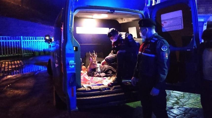 Yaralı karacayı jandarma devriyesi buldu