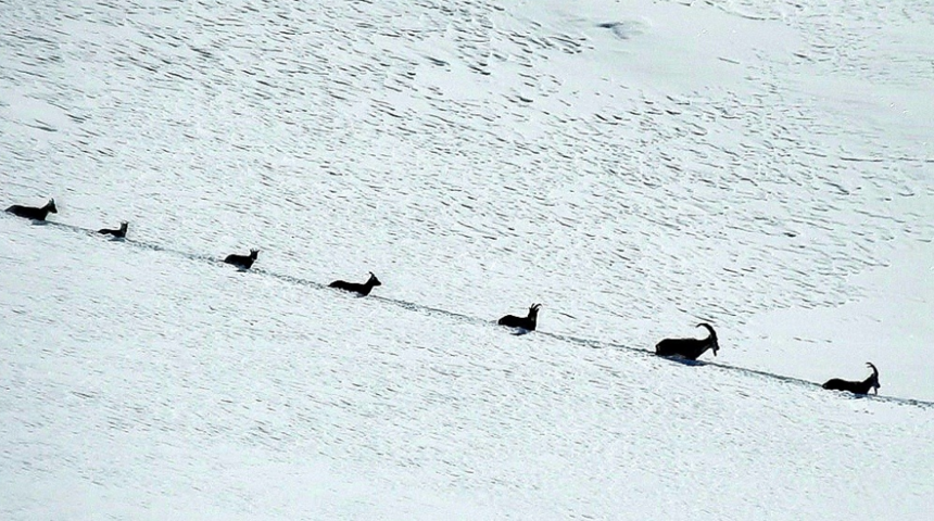Belgeselleri aratmayan anlar! Karlı dağları aşarak göç yoluna koyulan dağ keçileri böyle görüntülendi