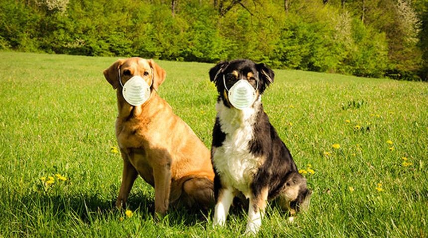 Dünyada bir ilk! Rusya'dan hayvanlar için Kovid-19 aşısı