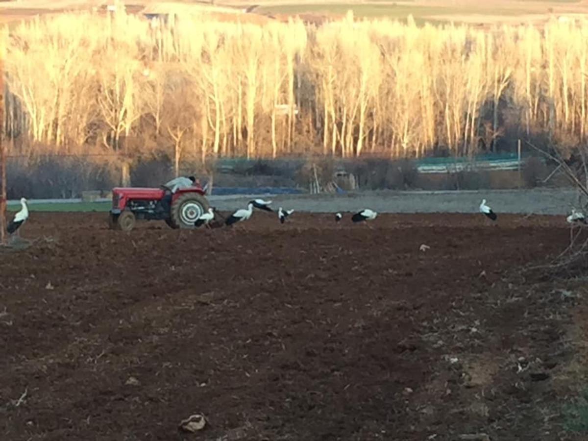 Leyleklerin beslenme &ccedil;abası