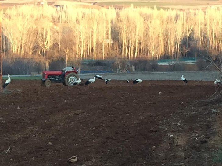 Leyleklerin beslenme çabası G1