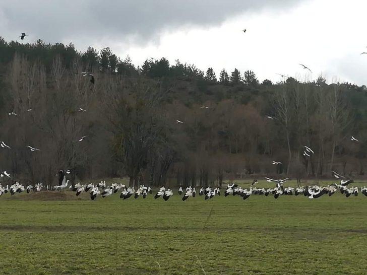 Leyleklerin beslenme çabası G2